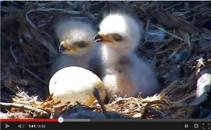 http://www.youtube.com/watch?v=ETkCZnb7rjY&feature=youtu.be&utm_source=Cornell+Lab+eNews&utm_campaign=8497664004-Bird+Cams+eN 